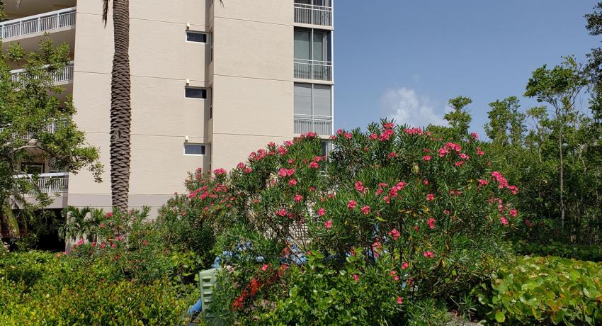 Royal Marco Point III building and flora